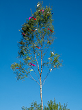 Baum steht
